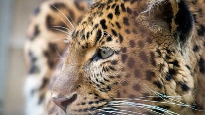 പുലിയുടെ ആക്രമണത്തില്‍ നിന്ന് തലനാരിഴയ്ക്ക് രക്ഷ; തുണയായത് കേക്ക്