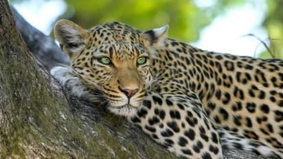 ಬ್ಯಾಡಗಿ: ಮತ್ತೆ ಚಿರತೆ ಪ್ರತ್ಯಕ್ಷ, ಗ್ರಾಮಸ್ಥರಲ್ಲಿ ಆತಂಕ