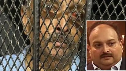 भारत के भगोड़े मेहुल चोकसी को डोमिनिका में मिली जमानत, एंटीगुआ जाने की इजाजत