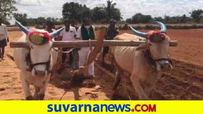 ಗಂಗಾವತಿ: ರೈತರ ಹೊಲದಲ್ಲಿ ಬಿತ್ತನೆ ಮಾಡಿದ ಶಾಸಕ ಮುನವಳ್ಳಿ