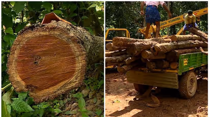 മരങ്ങൾ മുറിച്ചത് റവന്യു പട്ടയ ഭൂമിയിൽ നിന്ന്, മുട്ടിലിൽ 106 ഈട്ടി വെട്ടിയെന്നും വനം വകുപ്പിന്റെ റിപ്പോർട്ട്