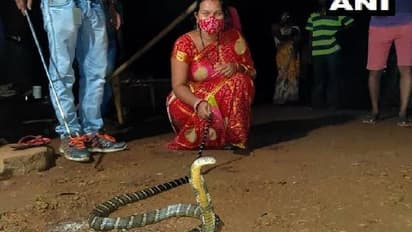 ഉഗ്രവിഷമുള്ള പാമ്പിന്‍റെ അരികില്‍ കുഞ്ഞ്; രാജവെമ്പാലയെ കൈകൊണ്ട് പിടിച്ച് അമ്മ!