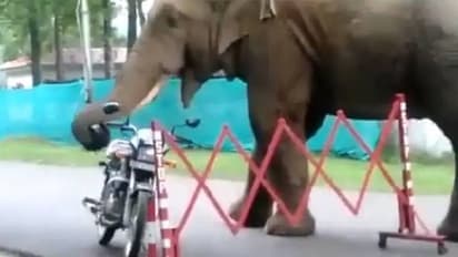 'വിശന്നാല്' ആന ചിലപ്പോൾ ഹെൽമെറ്റും 'തിന്നും'; വൈറലായി വീഡിയോ