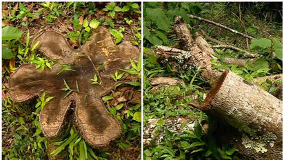 ചിന്നക്കനാലിൽ അനധികൃത മരംമുറി; കടത്തിയത് 144 മരങ്ങള്, കൂട്ട് നിന്ന ഉന്നതരിലേക്ക് അന്വേഷണമില്ല