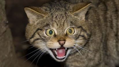 SHOCKING NEWS: केरल में डॉग्स से ज्यादा खूंखार हुईं बिल्लियां, एक महीने में 28000 लोगों को काट खाया