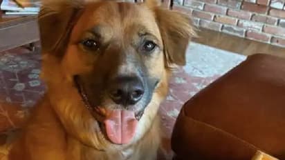 കാറപകടത്തിനിടെ നഷ്ടപ്പെട്ട വളര്ത്തുനായയെ കണ്ടെത്തുന്നവര്ക്ക് സമ്മാനം; ഒടുവില് ഫേസ്ബുക്ക് പോസ്റ്റ് ഫലം കണ്ടു