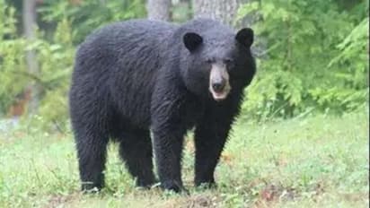 అది నేనేనా.. లేక మరొకటా: అద్దంలో తన ప్రతిబింబాన్ని చూసుకుని .. ఎలుగు బంటి రియాక్షన్ , వీడియో వైరల్