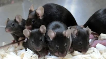 ബഹിരാകാശത്ത് സൂക്ഷിക്കപ്പെട്ട എലികളുടെ ബീജം; ഒടുവിലിതാ ഉശിരന്‍ കുഞ്ഞുങ്ങള്‍...