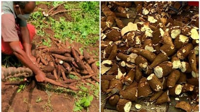 മരച്ചീനിയിൽ നിന്ന് സ്പിരിറ്റ്; പൈലറ്റ് പഠനത്തിന് ഒരുങ്ങി കേന്ദ്ര കിഴങ്ങുവിള ഗവേഷണകേന്ദ്രം