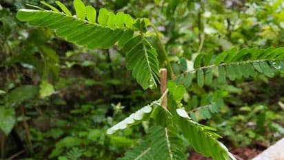 ನೆಲನೆಲ್ಲಿ ತಂಬುಳಿ ಮಾಡಿ ಸೇವಿಸಿ.... ಅದರ ಮ್ಯಾಜಿಕಲ್ ಗುಣಗಳ ಬಗ್ಗೆ ನೀವೇ ತಿಳಿಯಿರಿ..