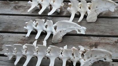 ನೆಲದಡಿ ಪತ್ತೆಯಾಯ್ತು 3,787 ಮೂಳೆಗಳು, 7 ಮಂದಿಯನ್ನು ಹತ್ಯೆಗೈದ ಶಂಕೆ!