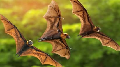 പു​തി​യ കൊ​റോ​ണ വൈ​റ​സു​ക​ളു​ടെ സാ​ന്നി​ധ്യം വ​വ്വാ​ലു​ക​ളി​ല്‍