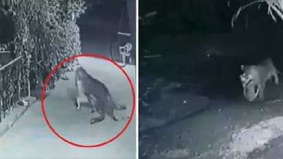 പതുങ്ങിയെത്തി വീട്ടുമുറ്റത്ത് കിടന്നുറങ്ങിയ വളർത്തു നായയെ കടിച്ചെടുത്ത് പുള്ളിപ്പുലി; അമ്പരപ്പിക്കുന്ന വീഡിയോ