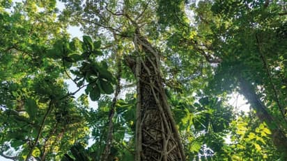 ভারতে প্রথম, কফি প্রজাতির এই গাছের সন্ধান মিলল এই জায়গায়
