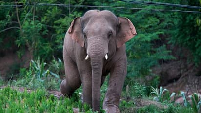 ವಿದ್ಯುತ್‌ ತಂತಿ ಸ್ಪರ್ಶಿಸಿ ಮೈಸೂರಿನಲ್ಲಿ ಆನೆ ಸಾವು