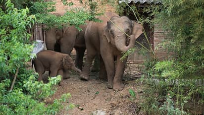 ഇടുക്കി പെരുവന്താനത്ത് ജനവാസ മേഖലയിൽ ആനക്കൂട്ടം ഇറങ്ങി, ഭയന്ന് നാട്ടുകാർ