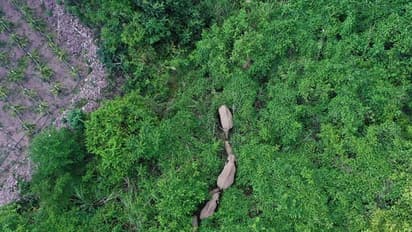 ১৫টি হাতির ৫০০ কিমি'র অবাক যাত্রা - ঘুমিয়ে উঠে আবার কোথায় চলল তারা, দেখুন