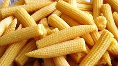 ചോളം നിസ്സാരക്കാരനല്ല, ഗുണങ്ങൾ പലതുണ്ട്