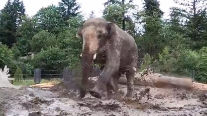 Elephant happily splashing in pool of mud is pure joy; watch the video