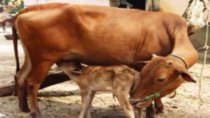 கன்று ஈன்ற மாடுகளுக்கு வரும் இந்த பெரும் சிக்கல்களைத் தவிர்க்க சில வழிகள்….