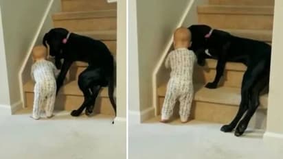 പടികൾ കയറാതിരിക്കാന്‍ കുരുന്നിനെ നോക്കുന്ന വളര്‍ത്തുനായ; മനോഹരം ഈ കാഴ്ച!