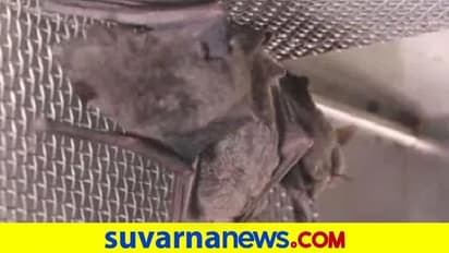 ಚೀನಾ ಲ್ಯಾಬಲ್ಲಿ ಬಾವಲಿ: ವಿಡಿಯೋ ಸಾಕ್ಷಿ ಬಹಿರಂಗ!