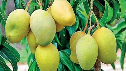 Bengaluru: ಸಿಲಿಕಾನ್ ಸಿಟಿಯಲ್ಲಿ ದೇಶದ ಎಲ್ಲ ಮಾವು ವ್ಯಾಪಾರಿಗಳ ಸಭೆ