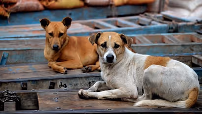 ഭീതിയായി തെരുവുനായ്ക്കൾ: മലപ്പുറത്ത് ഒന്നരവയസ്സുകാരനുൾപ്പെടെ 5 കുട്ടികൾക്ക് നായയുടെ കടിയേറ്റു