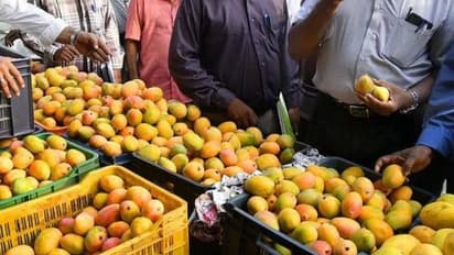 ഇന്ത്യൻ മാമ്പഴത്തിന് വീണ്ടും സുവർണ കാലം; അമേരിക്കയിലേക്ക് കയറ്റി അയക്കാൻ അനുമതി, കർഷകർക്ക് നേട്ടം