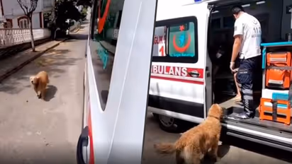 Dog chases Sick Owner's Ambulance To Hospital; Emotional video goes viral
