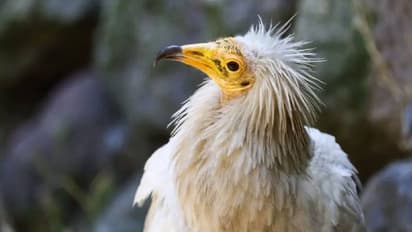 153 വർഷത്തിനുശേഷം യുകെ -യില് തോട്ടിക്കഴുകന്, കാണാൻ പക്ഷിനിരീക്ഷകരുടെ ഒഴുക്ക്!