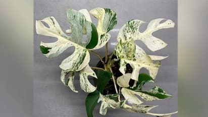 ഒമ്പത് ഇലകൾ മാത്രമുള്ള ഇൻഡോർ പ്ലാന്റ്, ലേലത്തിൽ വിറ്റത് 14 ലക്ഷത്തിന്!