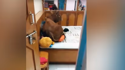 नहीं देखा होग ऐसा नजारा: 3 मंजिला चढ़ बेडरूम में पहुंचा सांड, बेड पर करने लगा आराम..किसी को भनक तक नहीं