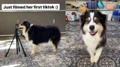 ക്യാമറയും ട്രൈപോഡും സെറ്റ് ചെയ്ത് വീഡിയോ പകര്‍ത്തുന്ന നായ്ക്കുട്ടി; വൈറല്‍