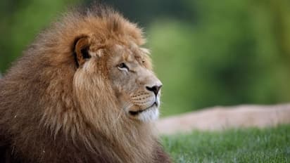 സിംഹങ്ങളെ പോലും കടന്നുപിടിച്ച് കൊവിഡ് 19; ഇന്ത്യയുടെ സഹായം തേടി ശ്രീലങ്ക