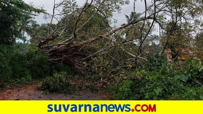 ಬಂಟ್ವಾಳ: ಮಳೆಗೆ ಧರೆಗುರುಳಿದ ಬೃಹತ್‌ ಗಾತ್ರದ ಮರ, ವಿದ್ಯುತ್ ಸಂಪರ್ಕ ಕಡಿತ!