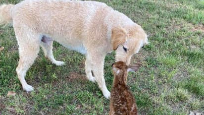 నీటిలో కొట్టుకుపోతున్న జింక పిల్లను కాపాడిన కుక్క..!