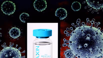 क्या COVAXIN बनाने में गाय के बछड़े का सीरम इस्तेमाल होता है? जान लें कैसे बनती है वैक्सीन