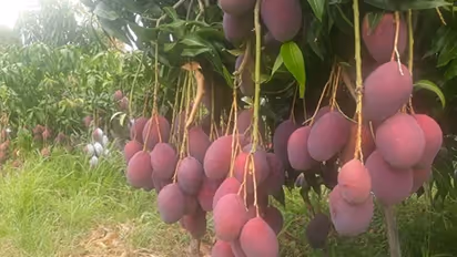 চুরি হওয়া থেকে বাঁচাতে, আমের পাহারায় ৬ শিকারি কুকুর ও ৪ নিরাপত্তা রক্ষী