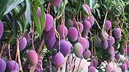 Man deploys 6 dogs, 4 guards for these two Miyazaki  mango trees, what's so special about this species?