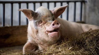 ആഫ്രിക്കൻ പന്നിപ്പനി മാനന്തവാടി തവിഞ്ഞാലിലെ പന്നിഫാമിൽ, ജില്ലയിൽ കളക്ടറുടെ നേതൃത്വത്തിൽ അടിയന്തര യോഗം