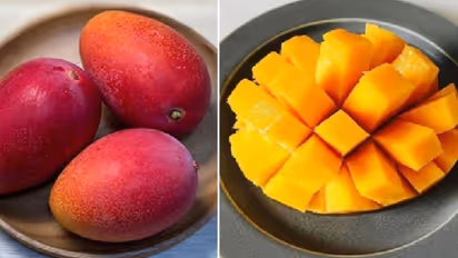 രണ്ട് മാമ്പഴത്തിന് 2.7 ലക്ഷം!; കളവ് പോകാതിരിക്കാന്‍ കാവല്‍ക്കാരെ വച്ച് കൃഷി...