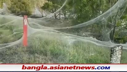 মাকড়সার 'রাক্ষুসে' জালে ঢাকা পড়ছে অস্ট্রেলিয়া, প্রকৃতির খেলার কারণ জানালেন বিশেষজ্ঞরা