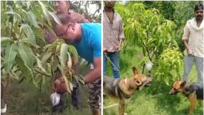ലോകത്തിലെ ഏറ്റവും വിലയേറിയ മാമ്പഴം കൃഷി ചെയ്ത് ദമ്പതിമാര്; സംരക്ഷിക്കാന് 6 നായ്ക്കളും കാവല്ക്കാരും