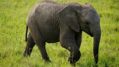 നിലമ്പൂരിൽ കാട്ടാന കുട്ടി ചരിഞ്ഞ നിലയിൽ, ജഡം കണ്ടെത്തിയത് പുഴയിൽ