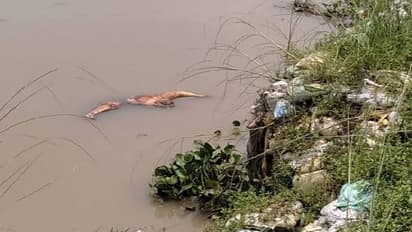 Maldah River- মালদহে নদীতে ভাসছে একের পর এক মৃতদেহ, দুর্বিষহ অবস্থায় কয়েকশো পরিবার