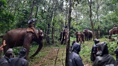 ঘুরে বেড়াচ্ছে ক্ষিপ্ত হাতির পাল, বন্ধ করা হল অযোধ্যা পাহাড় যাওয়ার রাস্তা