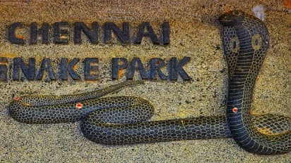 300 రకాల పాములు.. టూరిస్టుల కళకళలు, ఇదంతా గతం: కరోనాతో మూసివేత దశకు చెన్నై స్నేక్ పార్క్