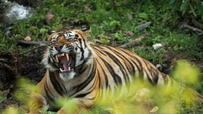 കൂട്ടില്‍ നിന്നും കാട്ടിലേക്കുള്ള കുതിപ്പ്; കടുവയുടെ കിടിലന്‍ വീഡിയോ!