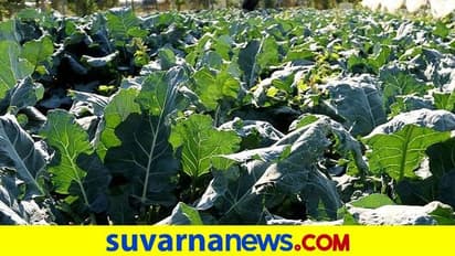 ಧಾರವಾಡ: ಹೊಸ ಸಾಧ್ಯತೆಯತ್ತ ಇಂಡೋ-ಇಸ್ರೇಲ್ ಕೃಷಿ